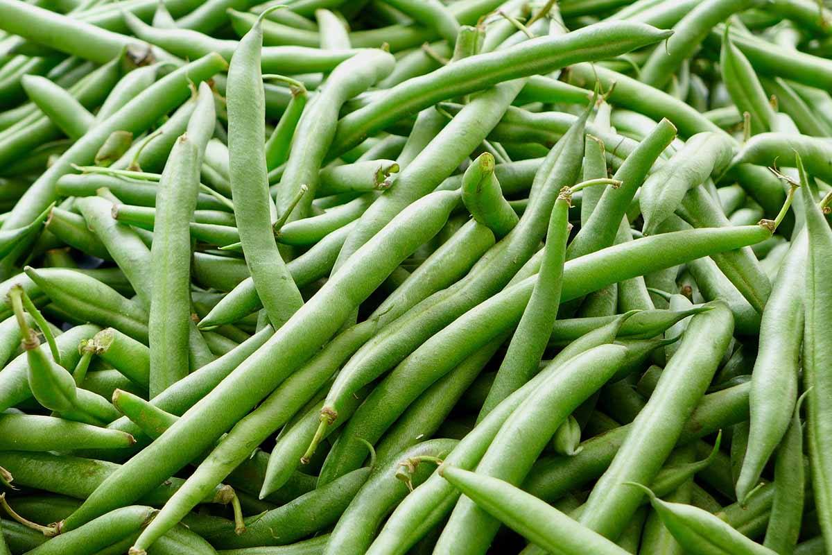 Fresh green beans