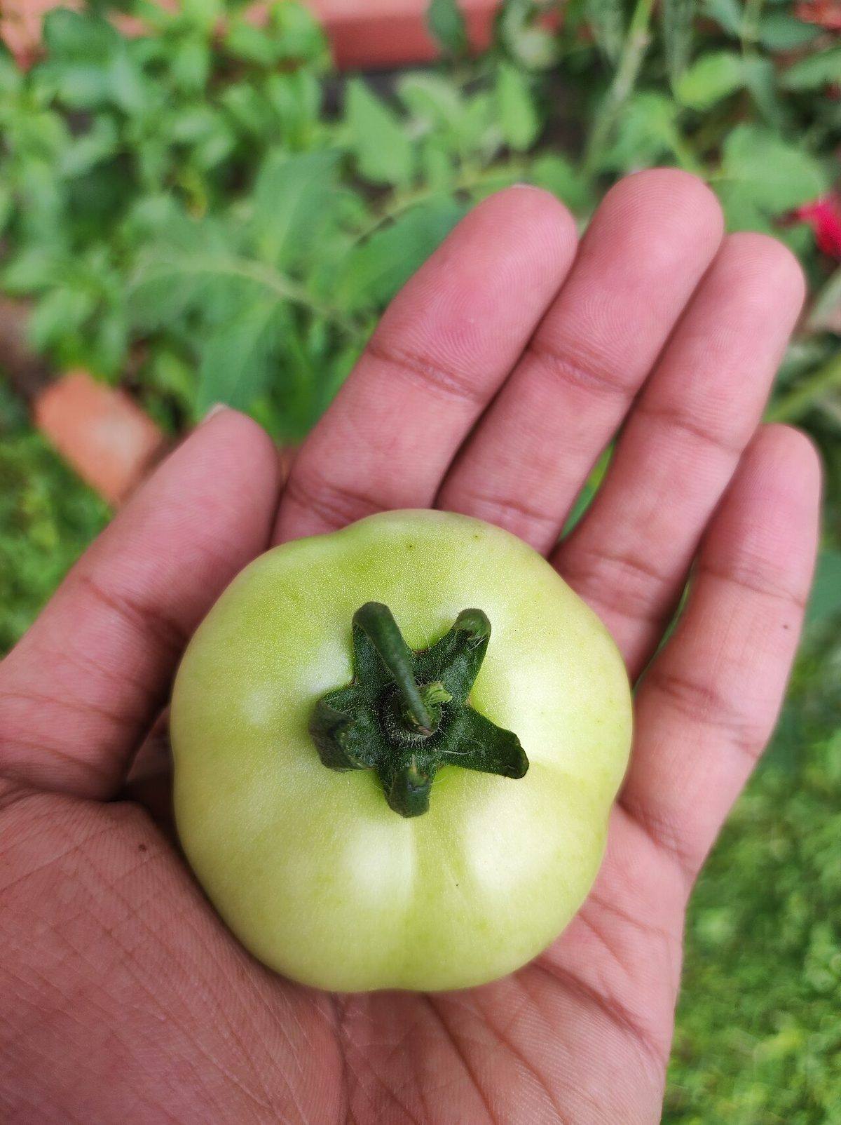 Homegrown green tomato 01 (Green Tomatoes)