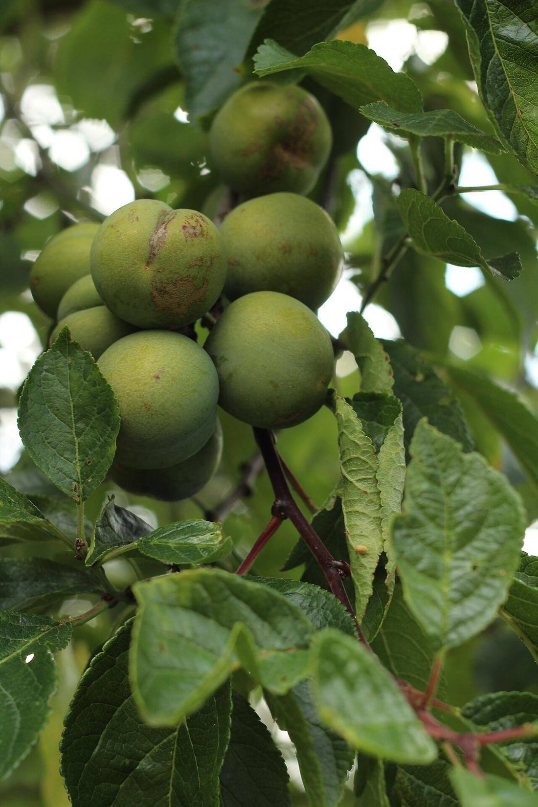 Greengages — photograph from Wikimedia Commons
