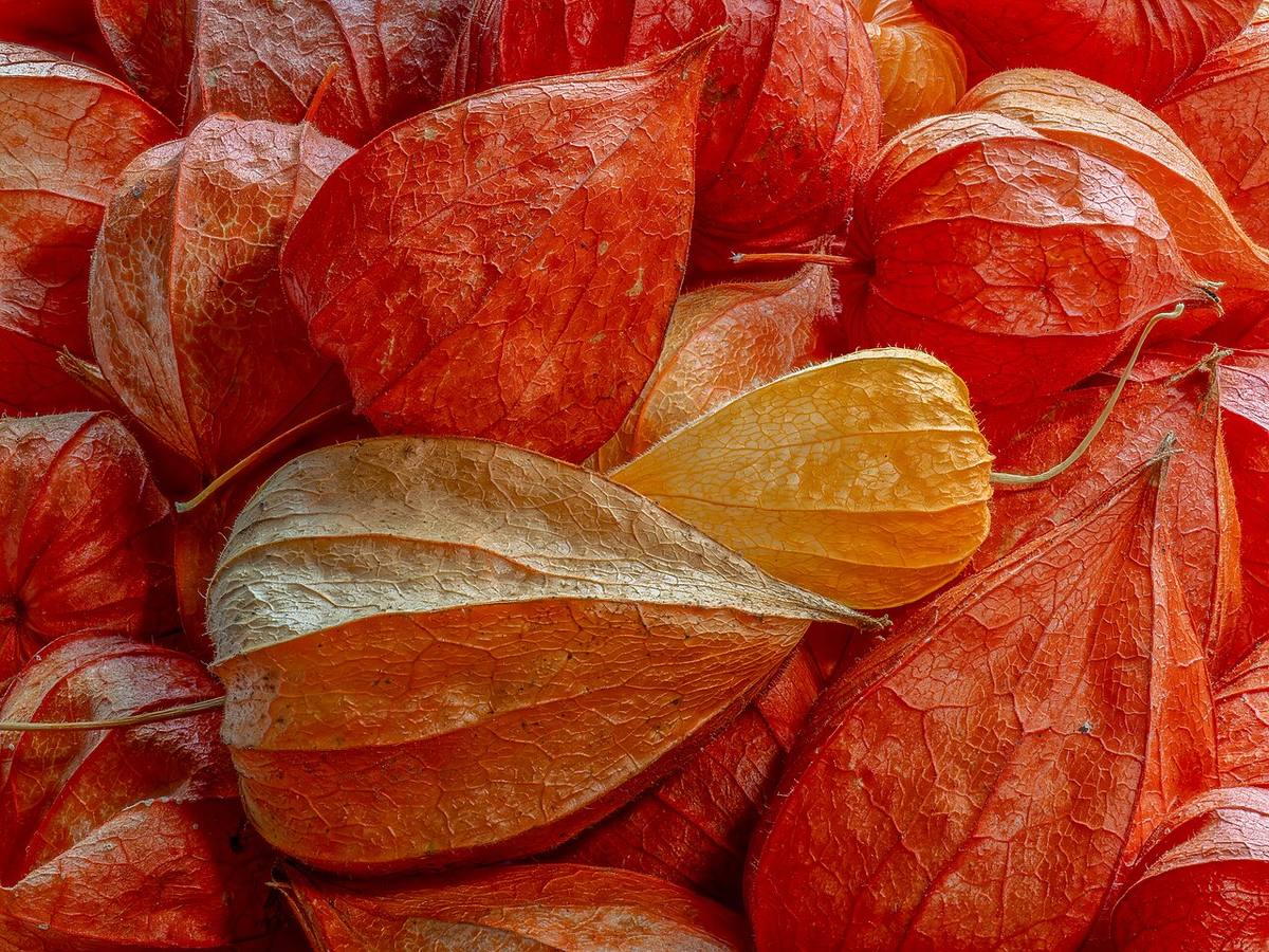 Physalis -- 2026 -- 2069 (Ground Cherries)