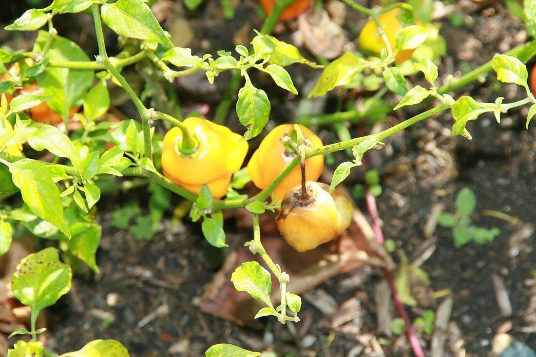 Capsicum chinense Habanero 1zz (Habaneros)