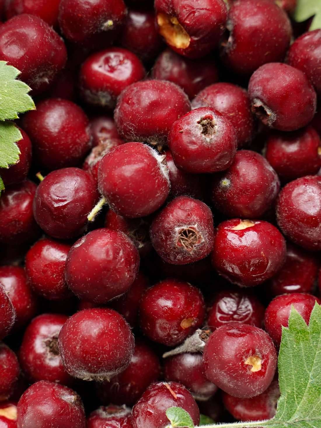 hawthorn berries
