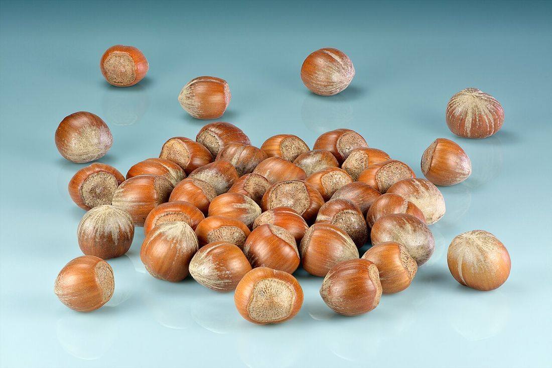 Hazelnuts (Corylus avellana)