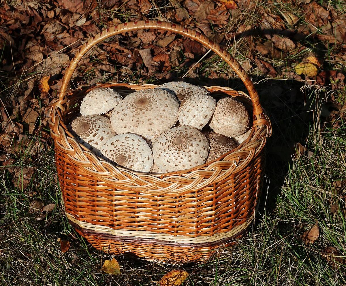 Edible fungi in basket 2025 G2 (Hedgehog Mushrooms)