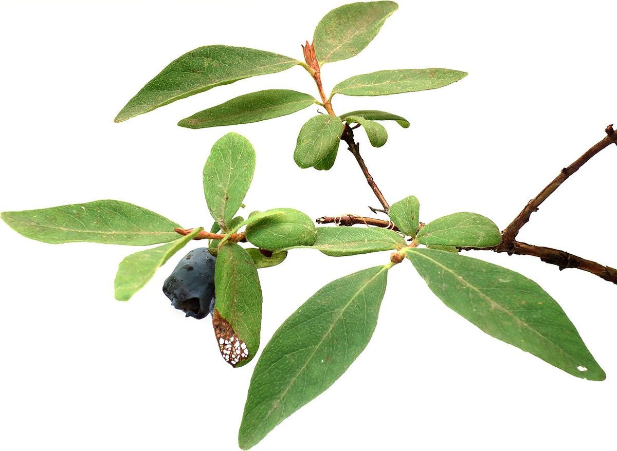 Honeyberries — representative photograph from Wikimedia Commons