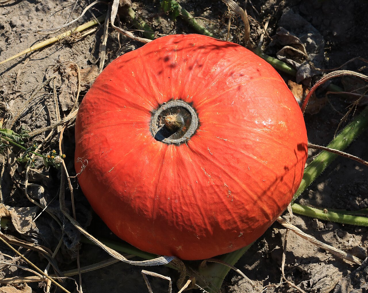Cucurbita maxima 2016 G3 (Hubbard Squash)