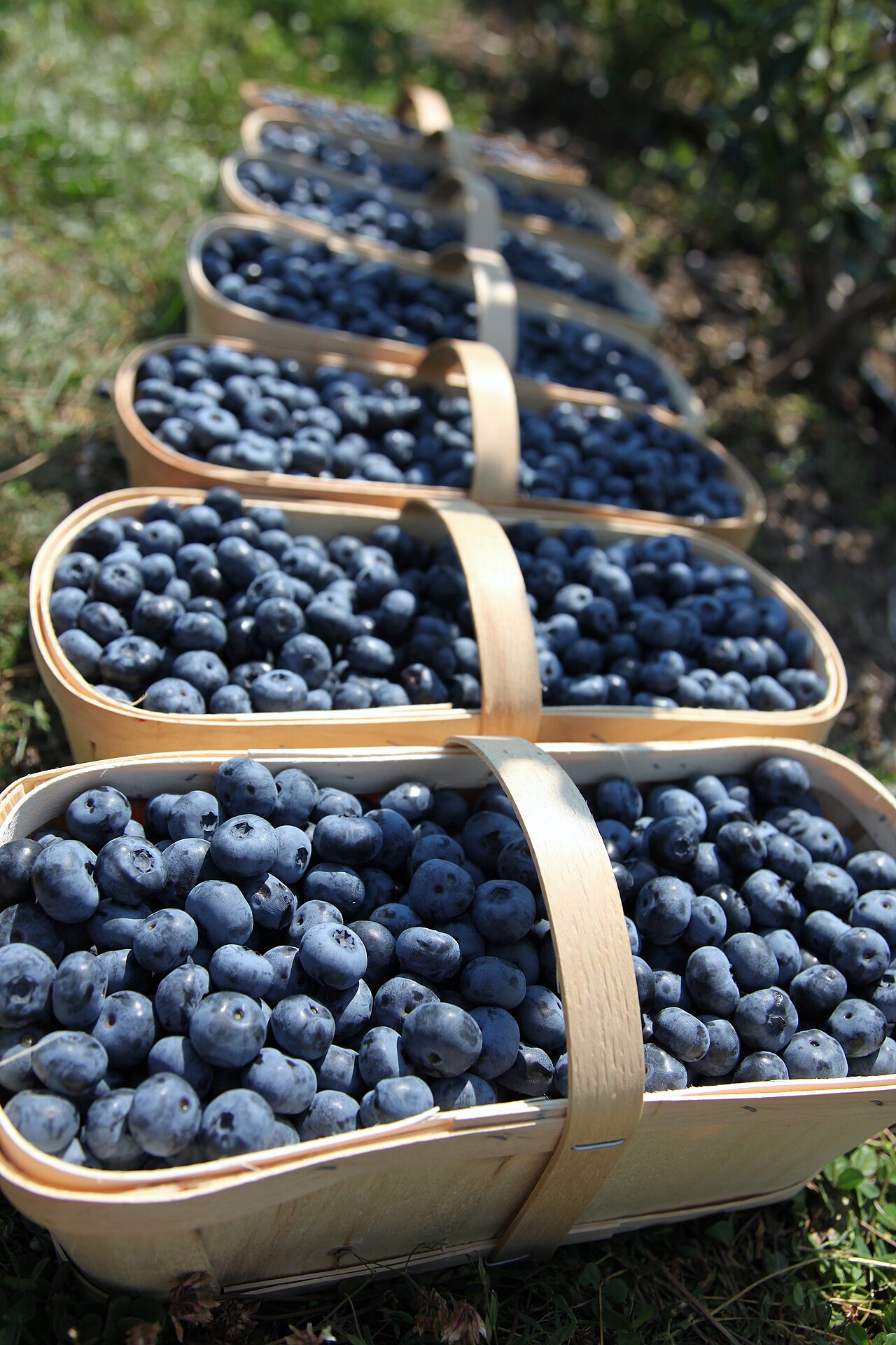 Picking Huckleberries