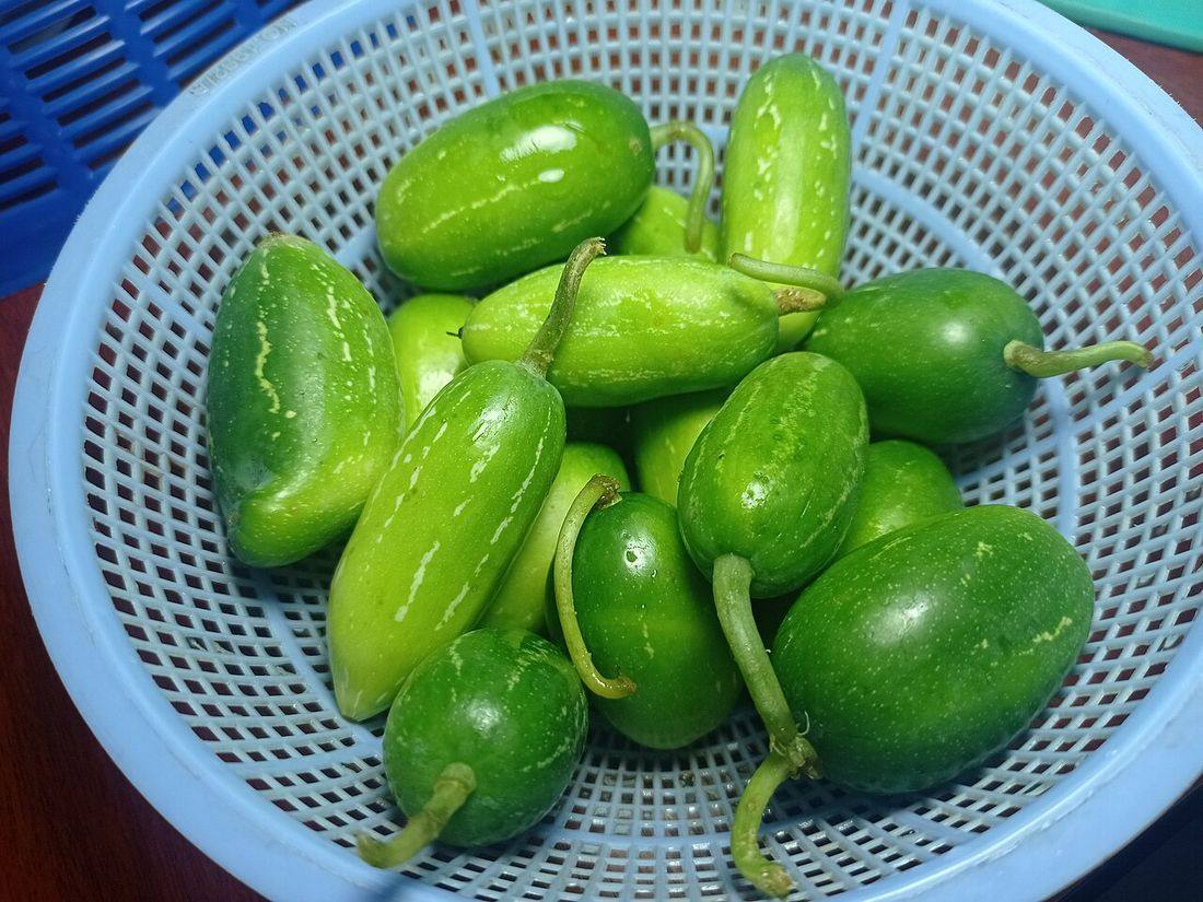 Ivy Gourd (Coccinia grandis)scarlet gourd tindora, or kowai fruit KhaWiiTee
