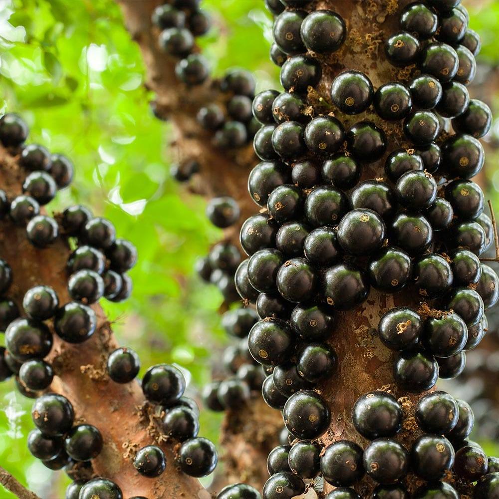 Fresh jabuticaba
