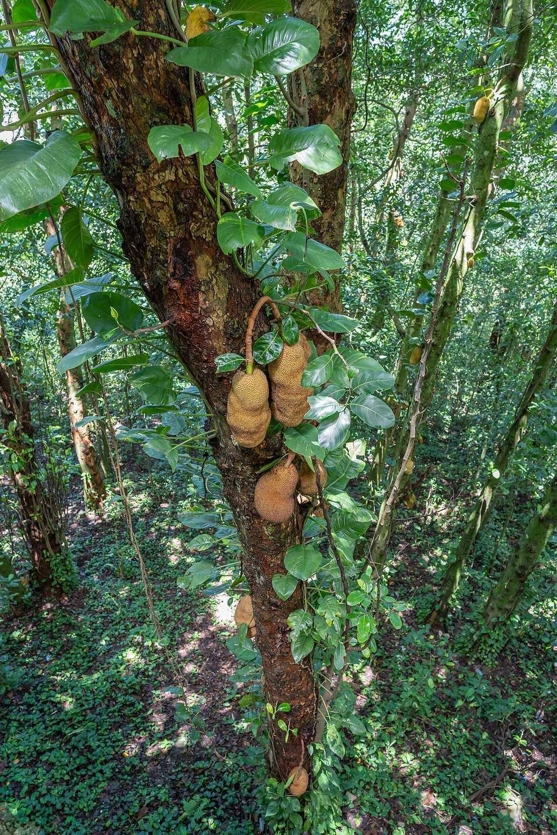 Artocarpus heterophyllus A74286320241124 (Jackfruit)