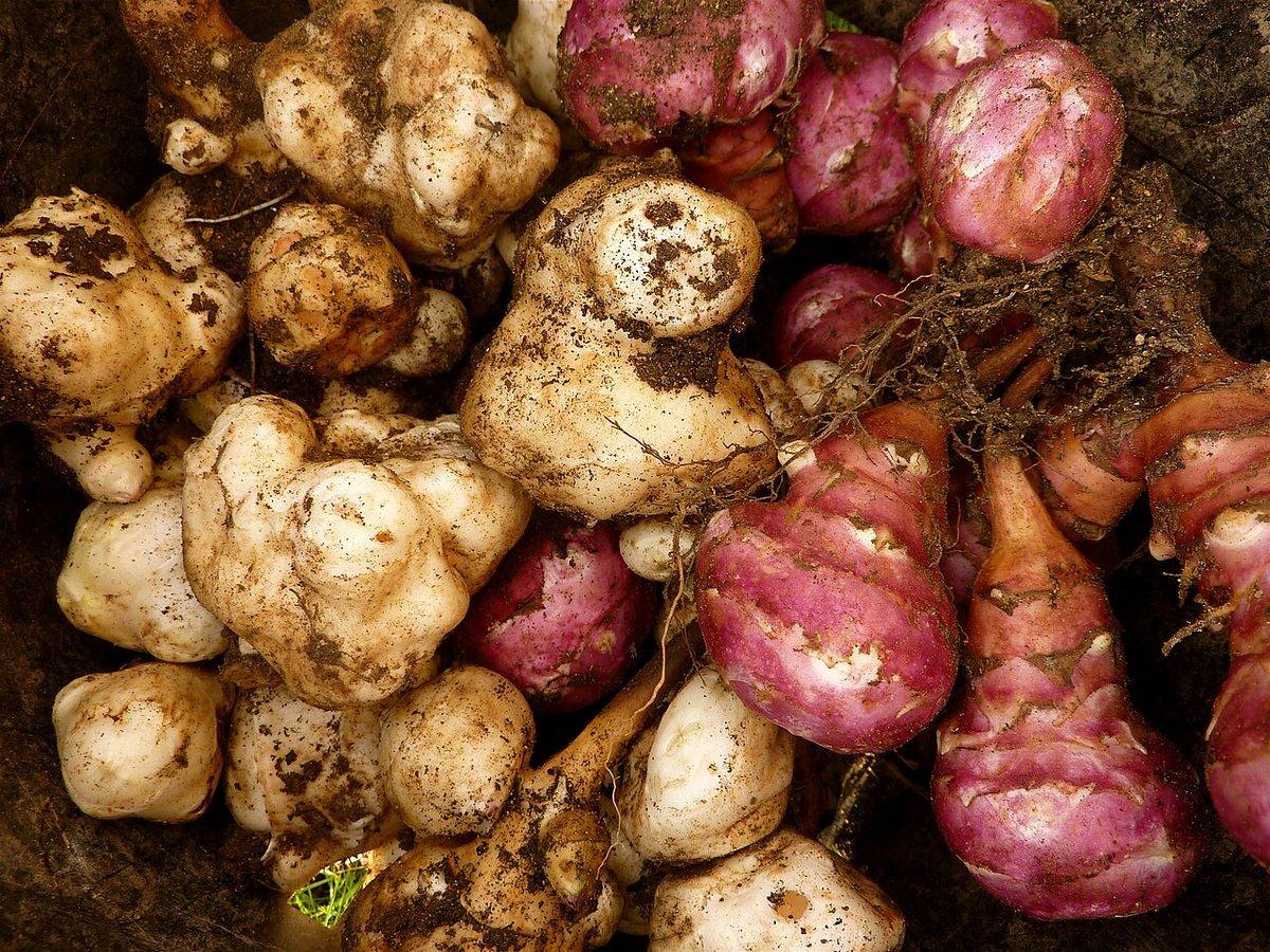 Jerusalem Artichokes tubers (Jerusalem Artichokes)