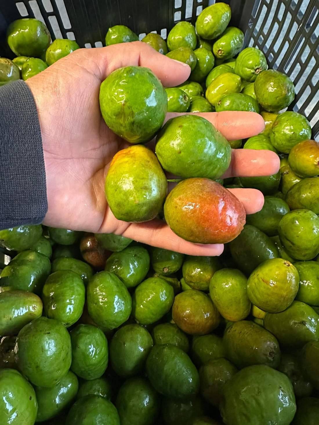 jocotes