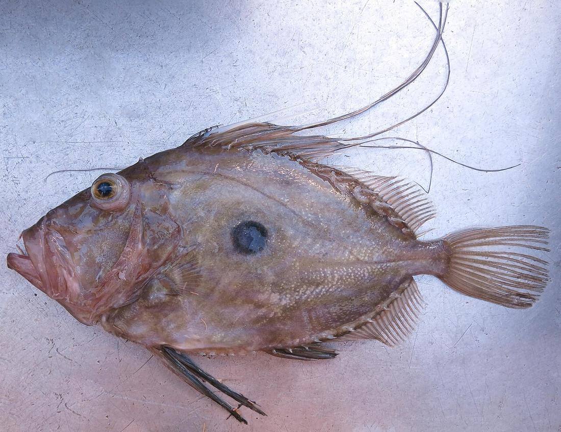 Saint Pierre (Zeus faber) (Ifremer 00779-89137) (John Dory)