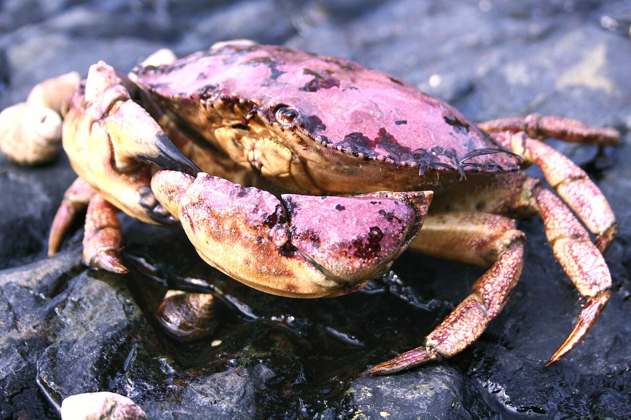 Jonah Crab — representative photograph from Wikimedia Commons
