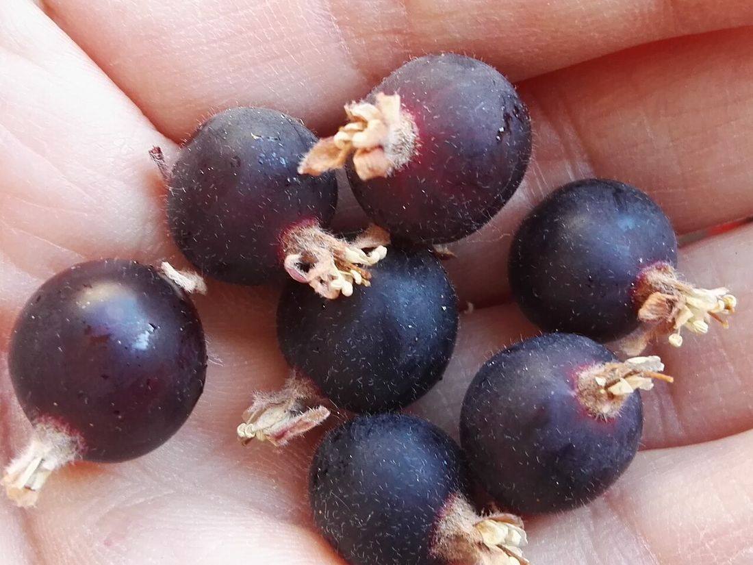 Jostabeeren (Jostaberries)