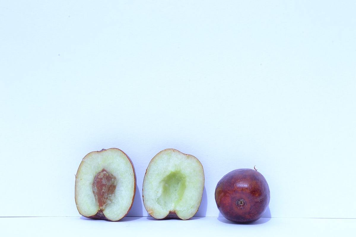 Ziziphus sp (Jujubes)