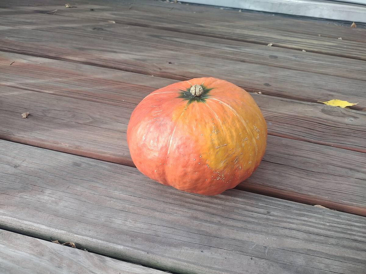Kabocha squash with plant growing in the background LCCN2009630027
