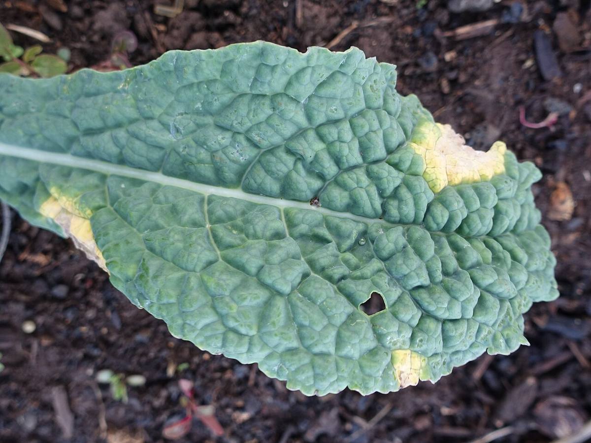 Kale — photograph from Wikimedia Commons