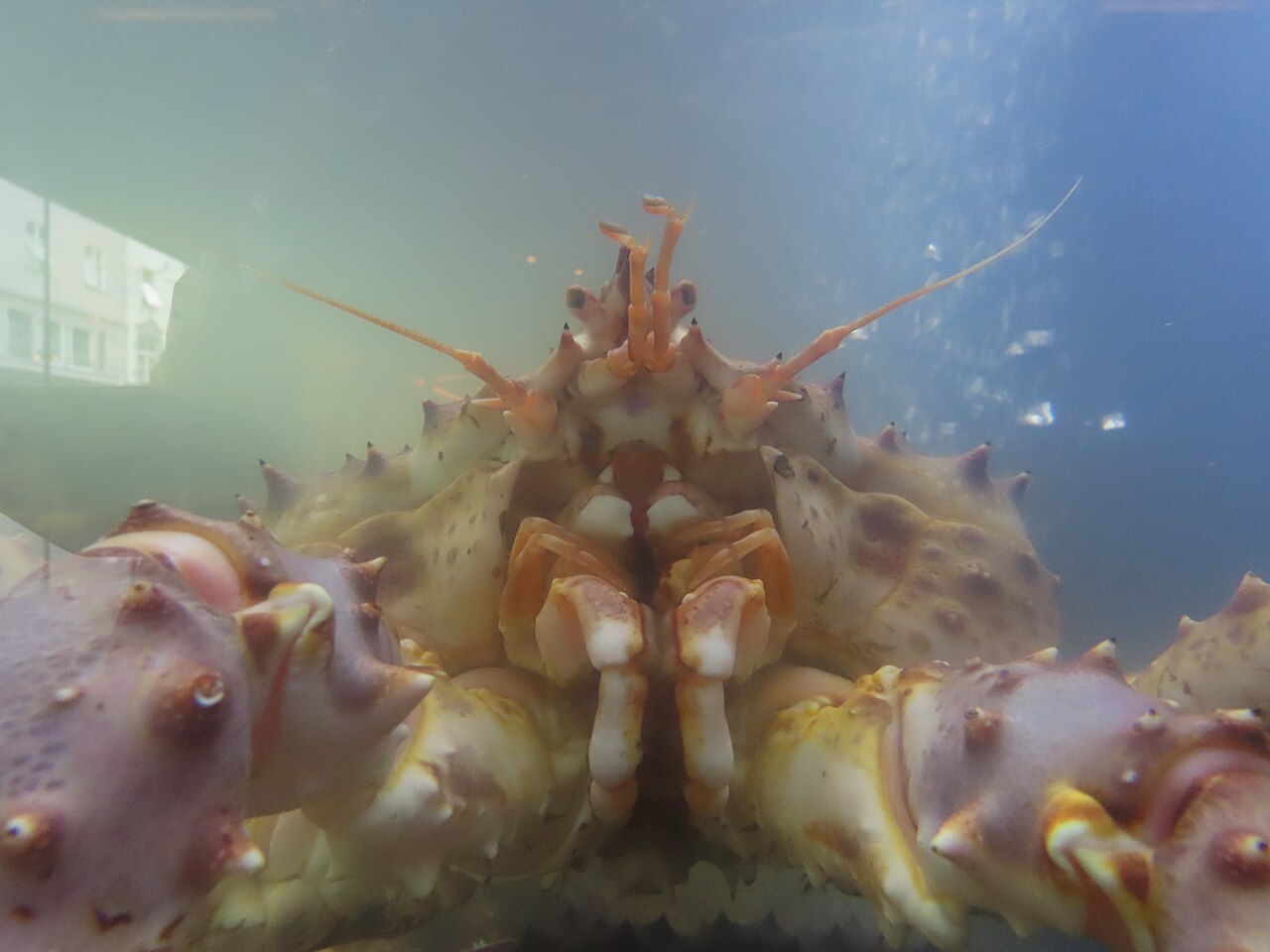 King Crab — representative photograph from Wikimedia Commons