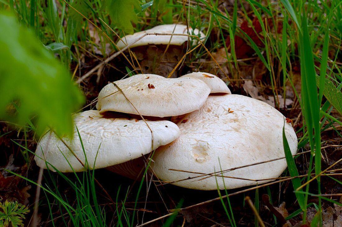 Pleurotus eryngii - Doğal Ortamında Çaşır Mantarı (King Oyster Mushrooms)
