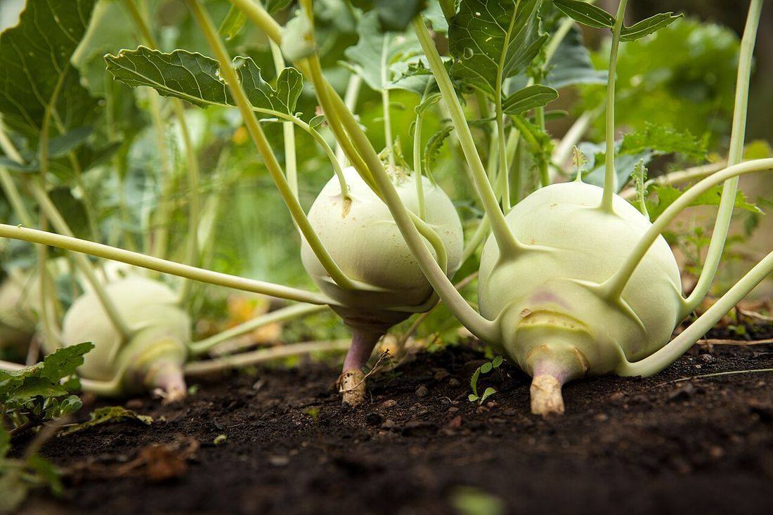 Brassica oleracea var. gongylodes (kohlrabi)