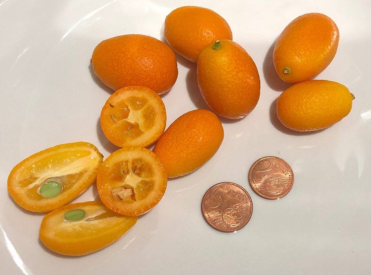 Kumquats-cross-sections-euro-coins-for-scale (Kumquats)