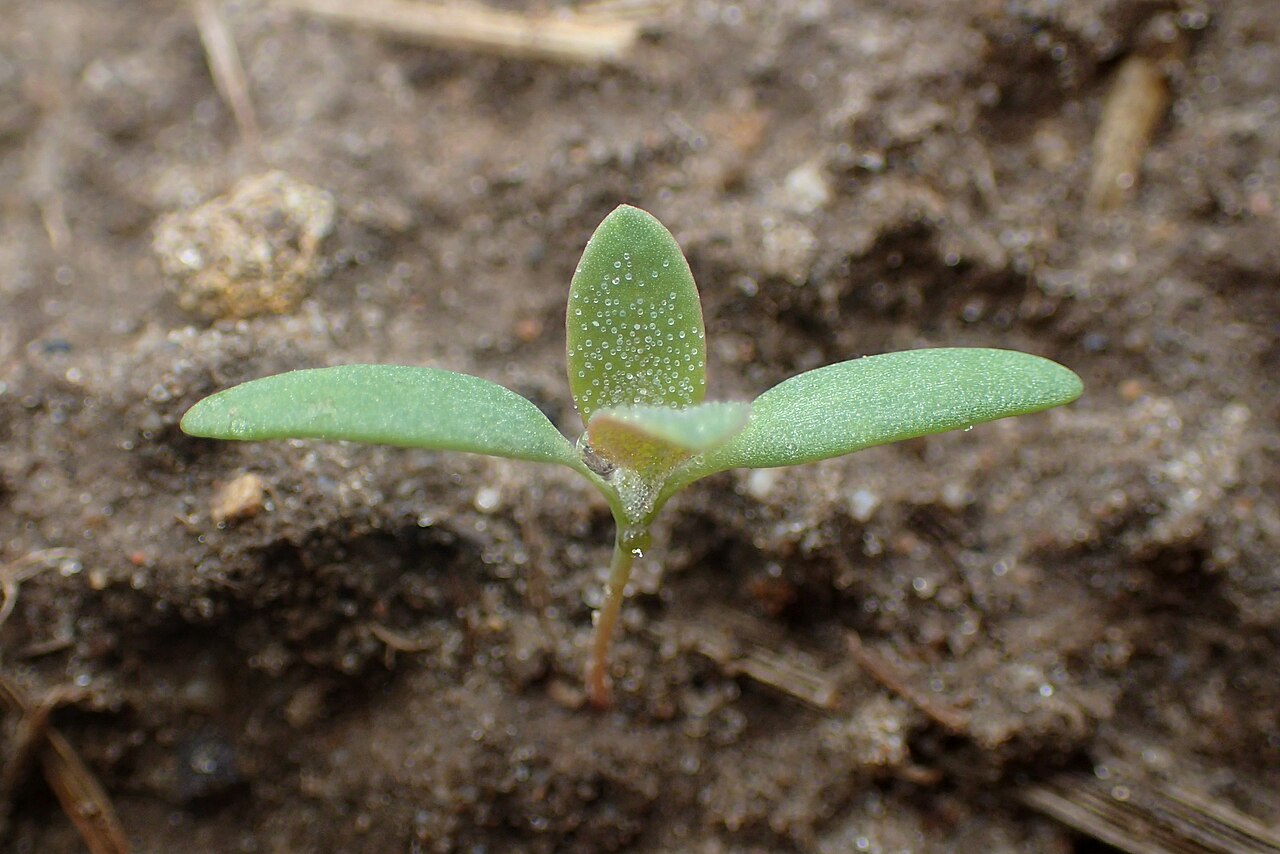 Lambs Quarters — representative photograph from Wikimedia Commons