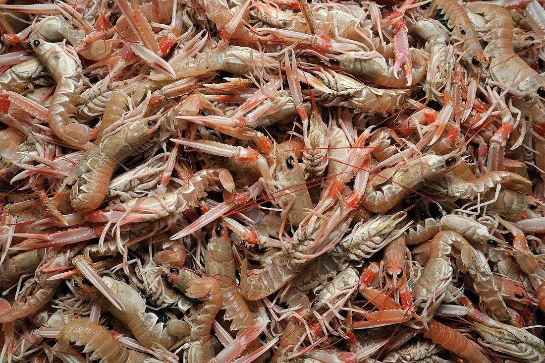 Langoustines (Nephrops norvegicus) (Ifremer 00574-68636 - 53250)