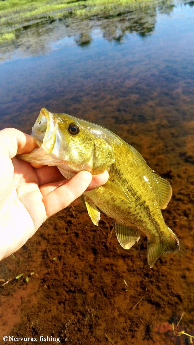 Largemouth Bass — representative photograph from Wikimedia Commons