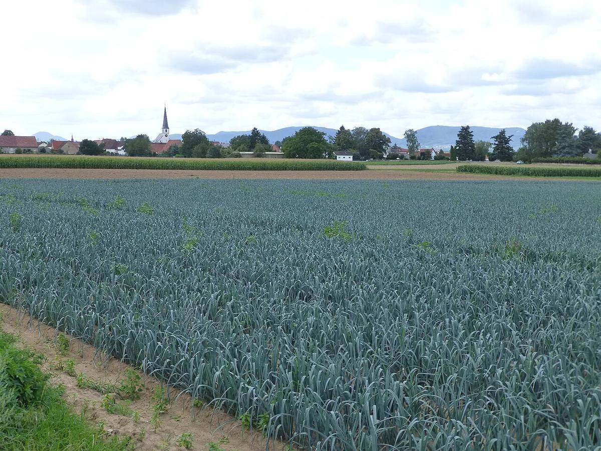 Leeks — photograph from Wikimedia Commons