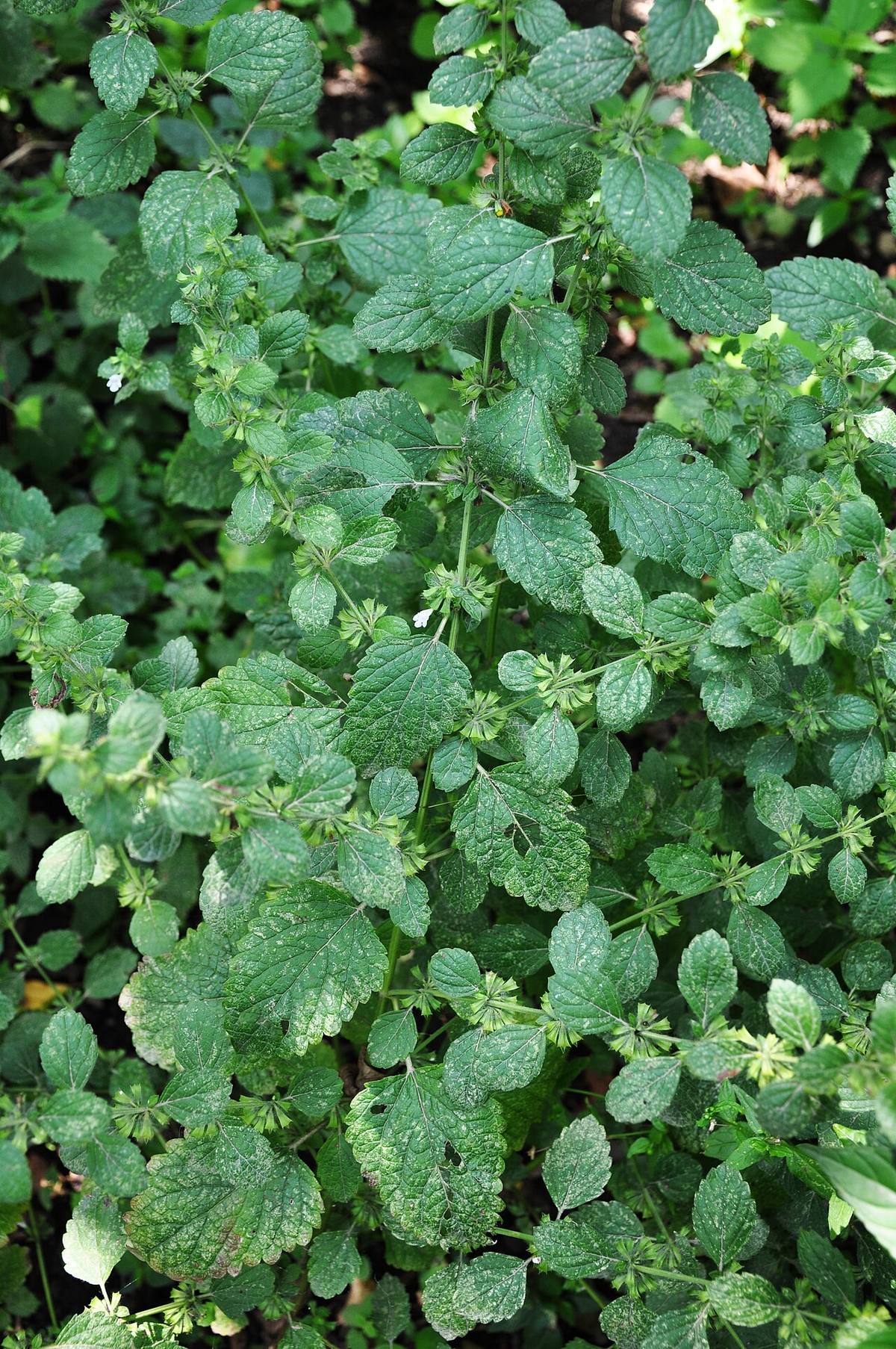 Melissa officinalis 1 (Lemon Balm)