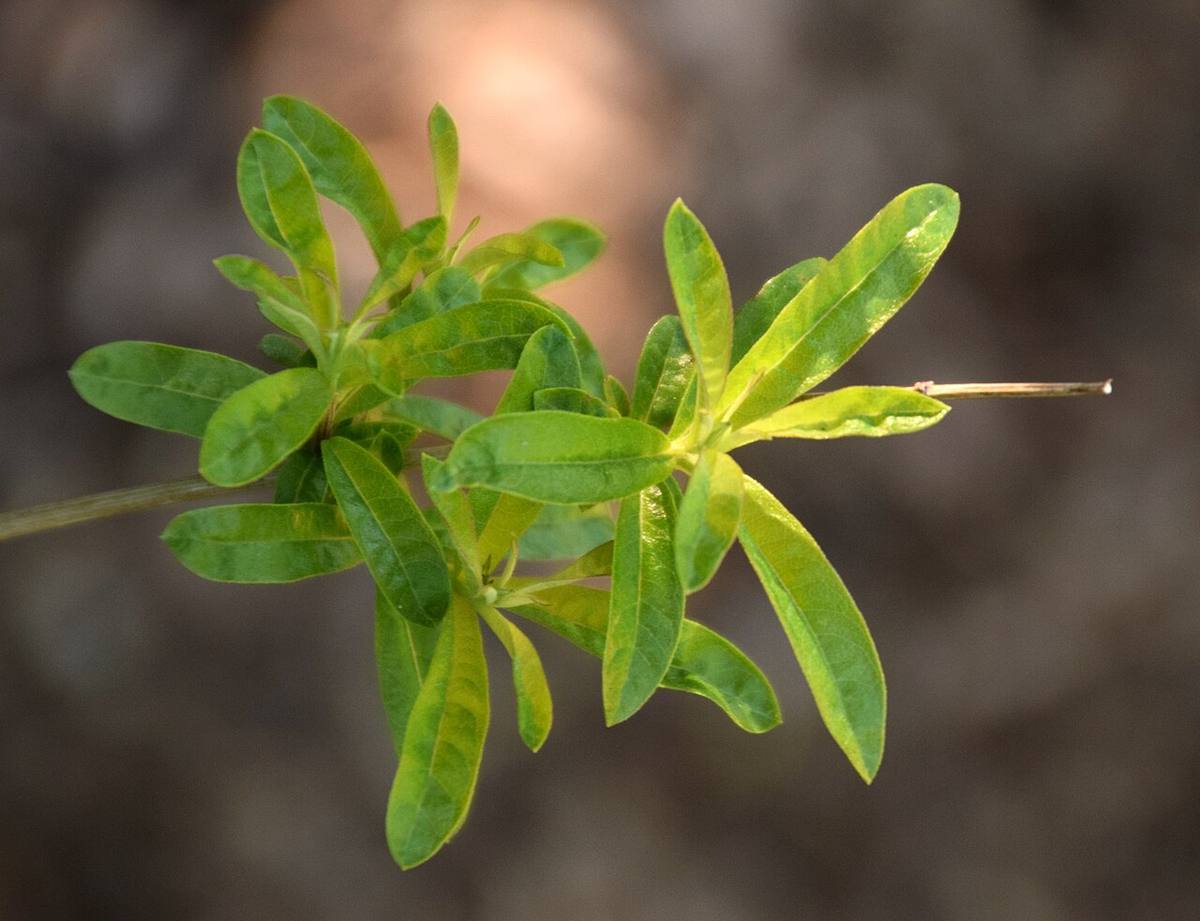Aloysia citrodora (Verbenaceae) 0022 (Lemon Verbena)