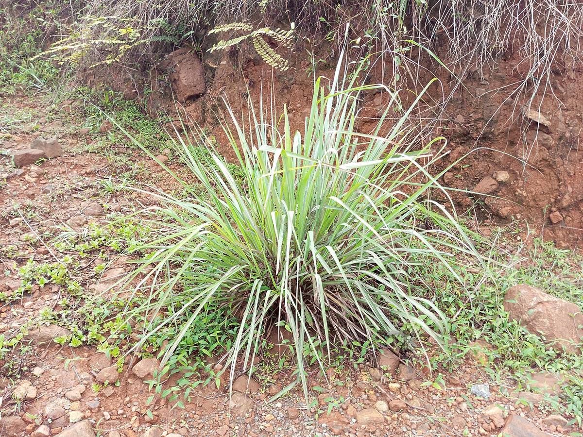 Cymbopogon sp 2 (Lemongrass)