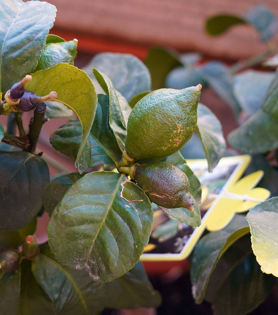 Unripe fruits of Citrus limon (Lemons)