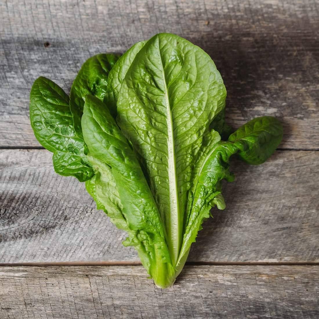 Fresh Lettuce