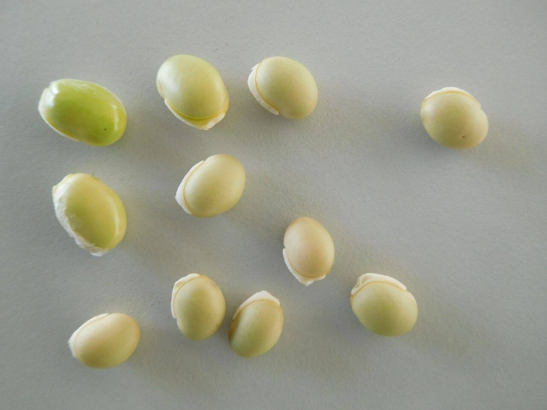 Phaseolus lunatus (seeds) (Lima Beans)