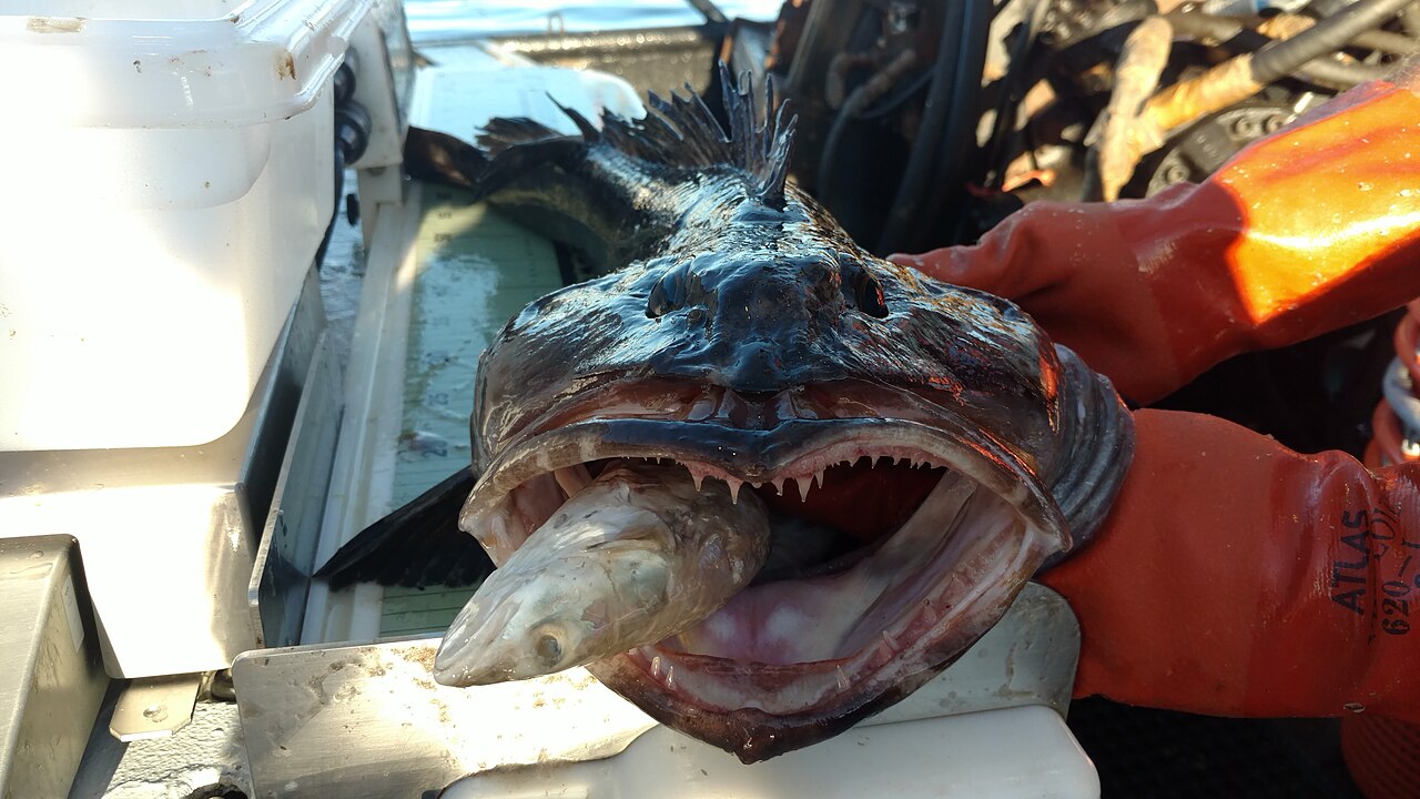 Lingcod — representative photograph from Wikimedia Commons