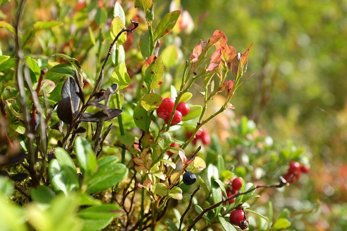 Lingonberries (121130685) (Lingonberries)