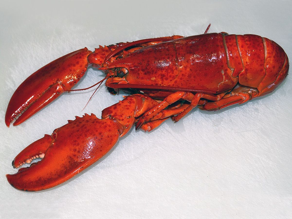 Lobster — representative photograph from Wikimedia Commons