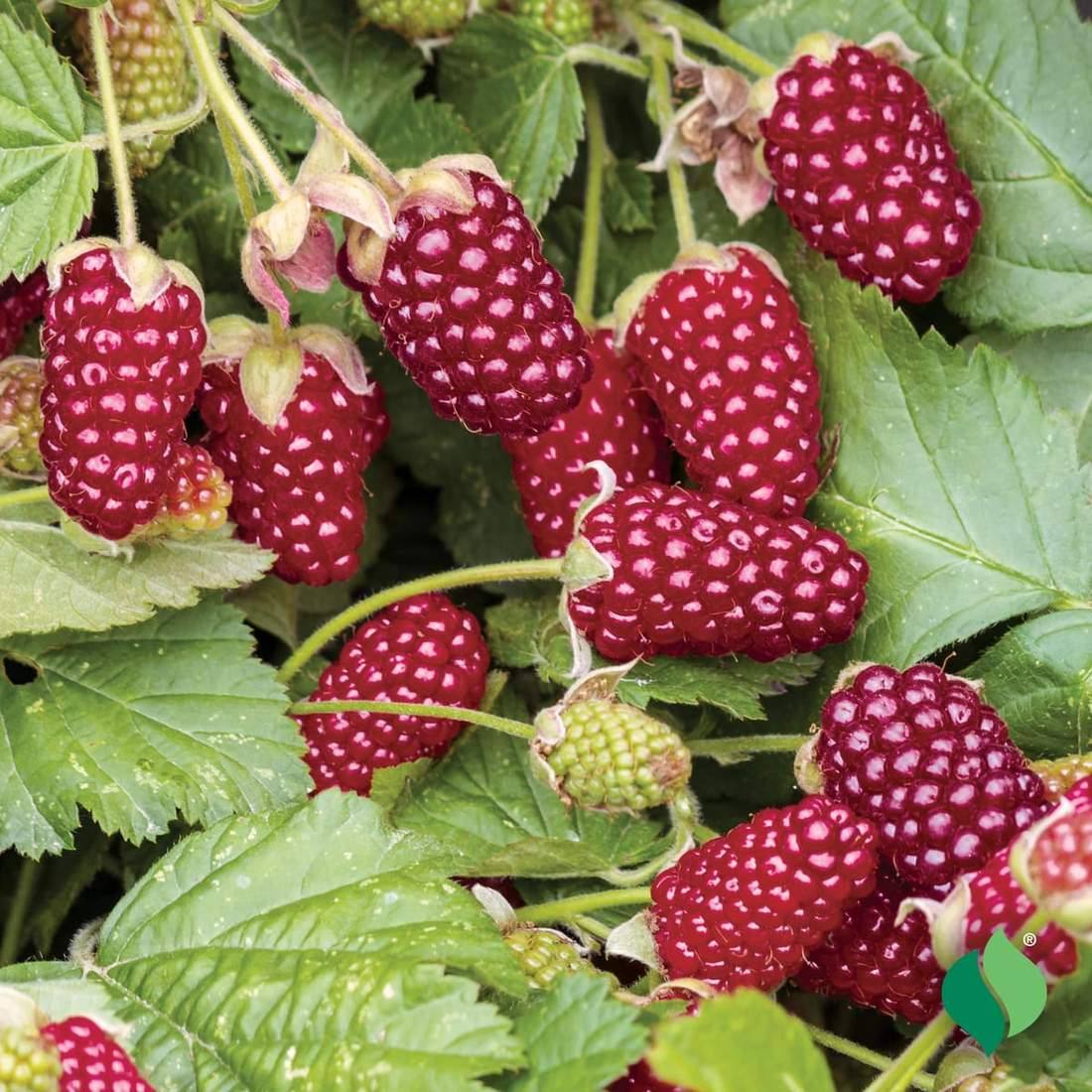 loganberries