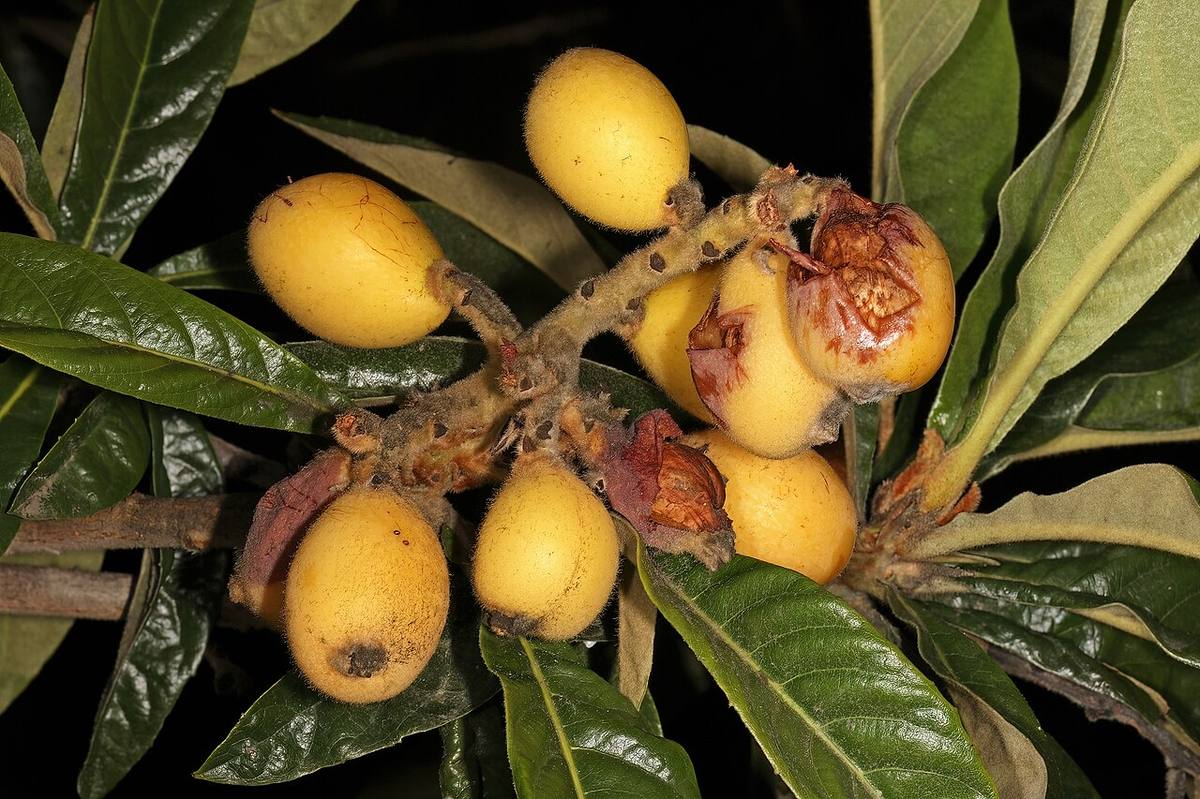 Eriobotrya japonica 2025 (Loquats)