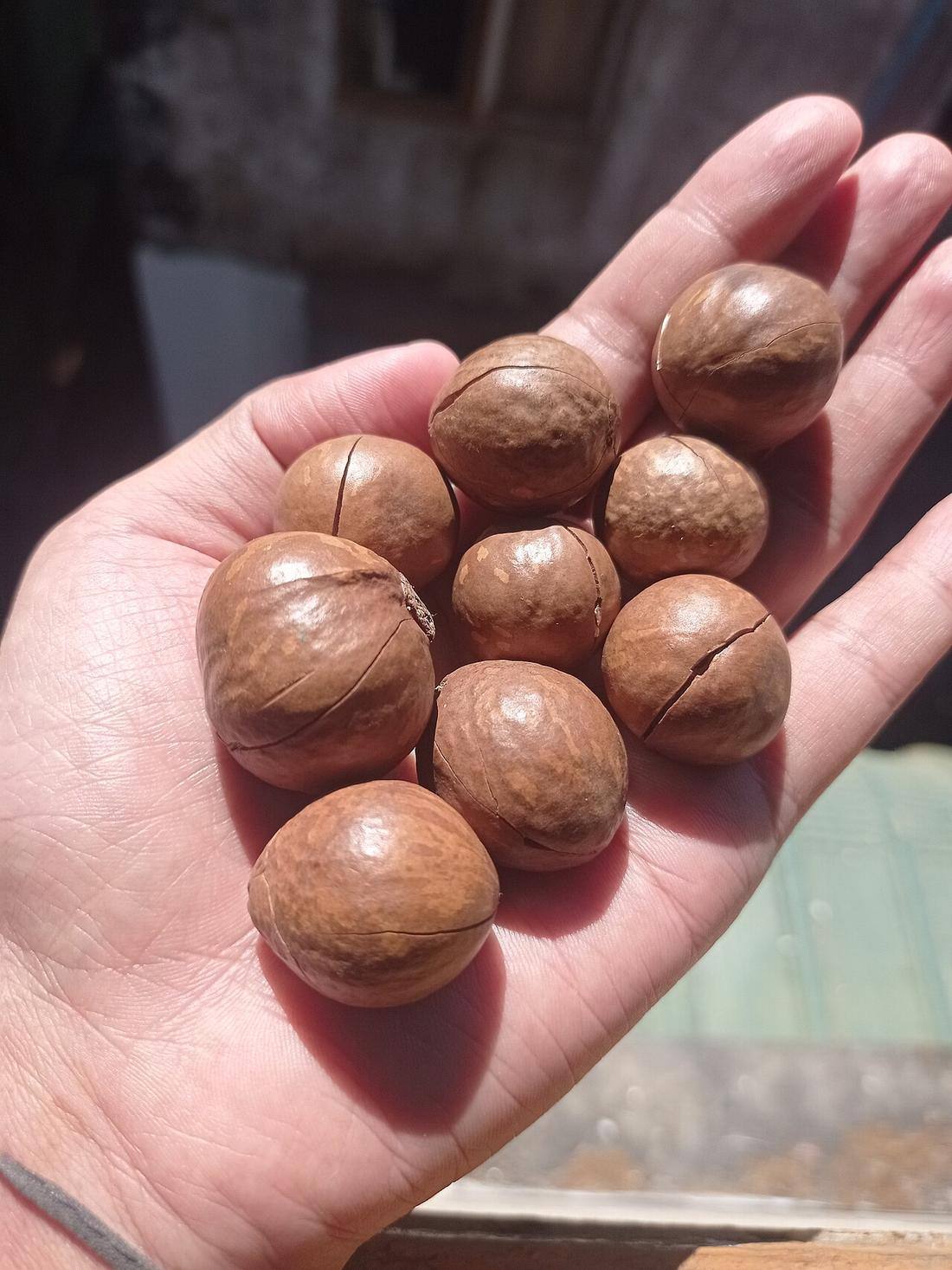 Macadamia Nuts — photograph from Wikimedia Commons