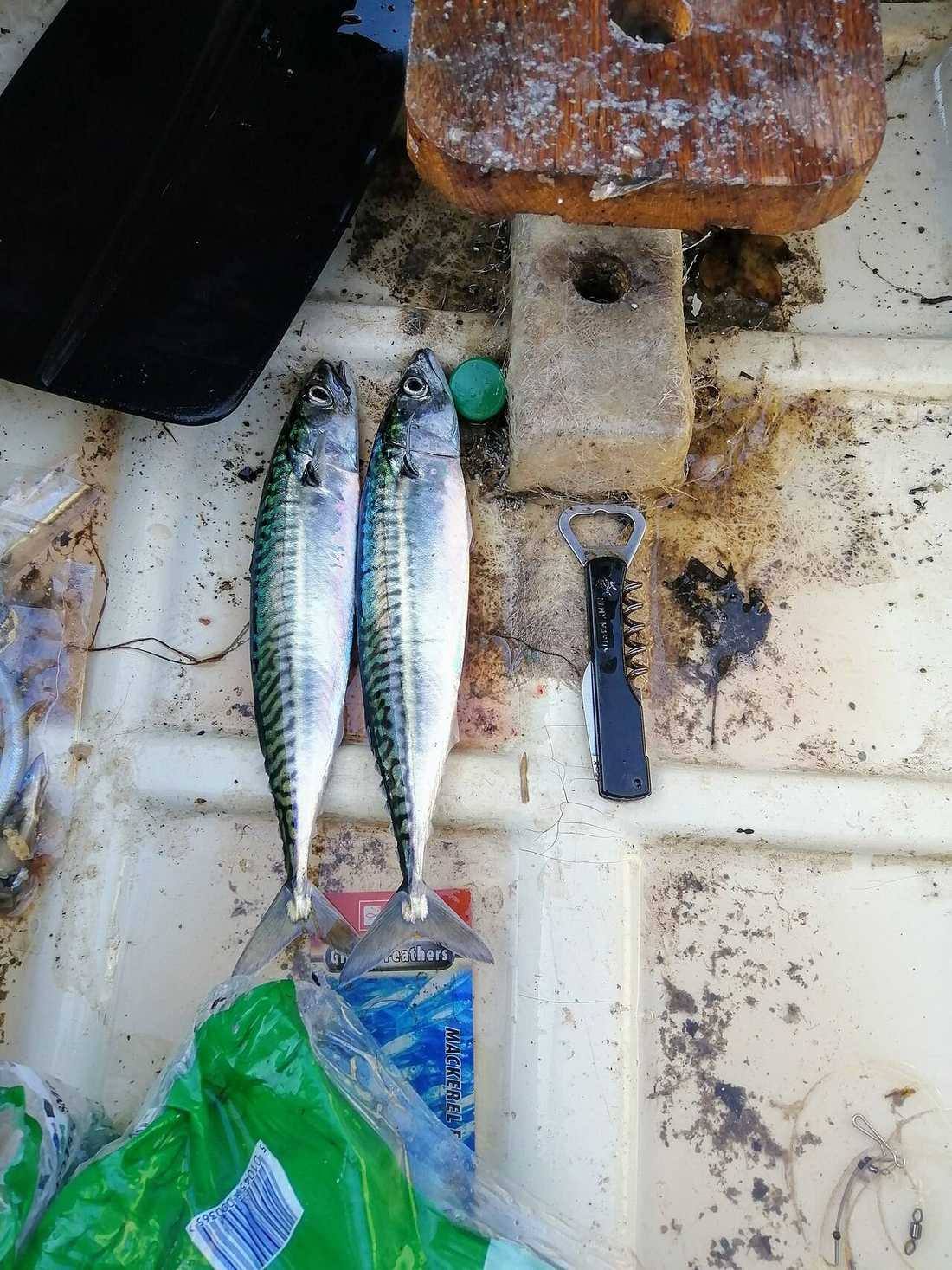 Fresh line caught mackerel