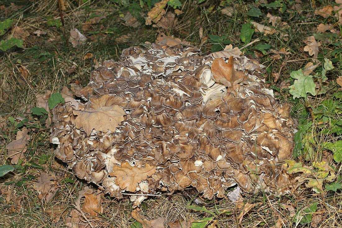 Grifola frondosa 2014 G1 (Maitake)