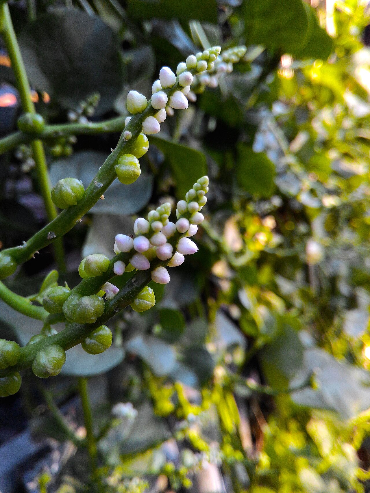 Basella alba in China (Malabar Spinach)