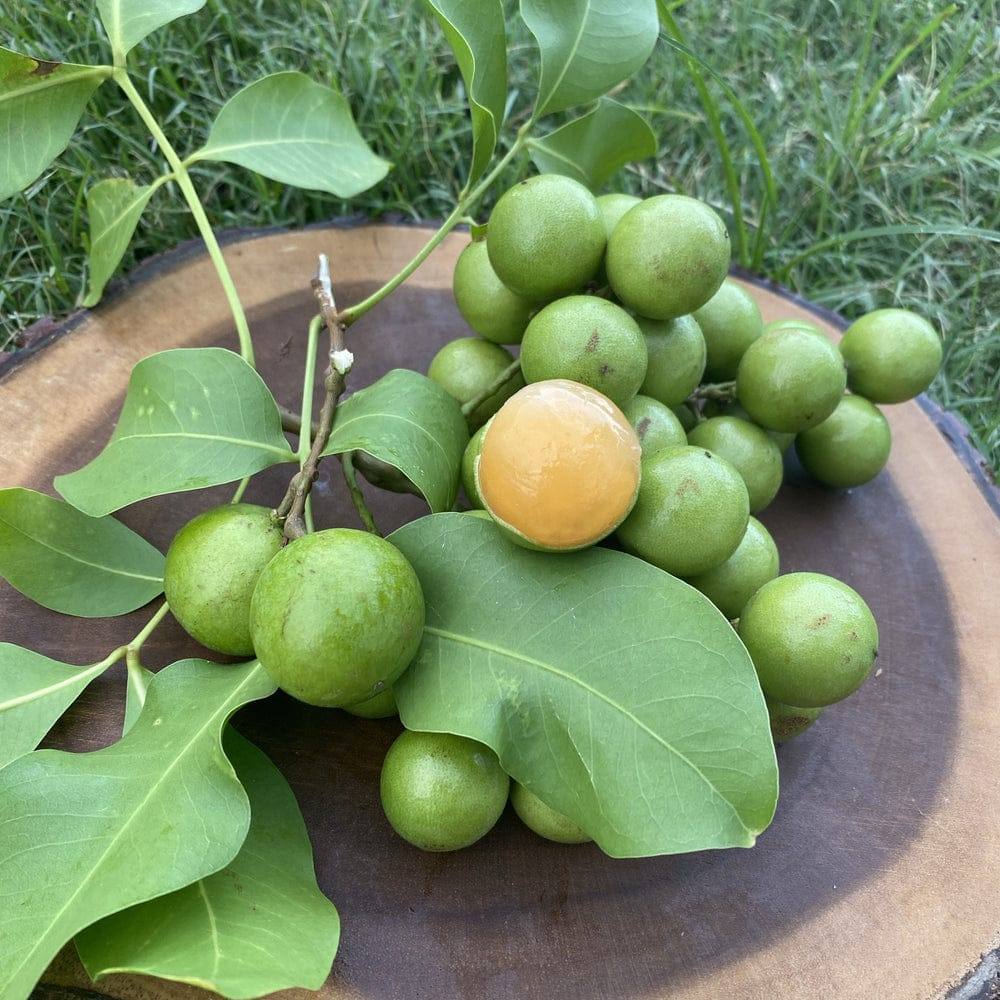 Fresh mamoncillo