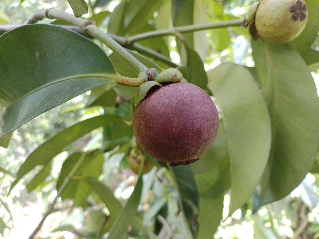Mangosteen fruit on the tree
