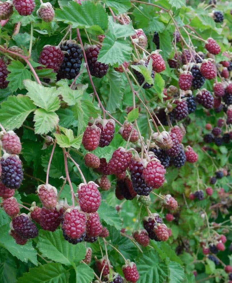 marionberries