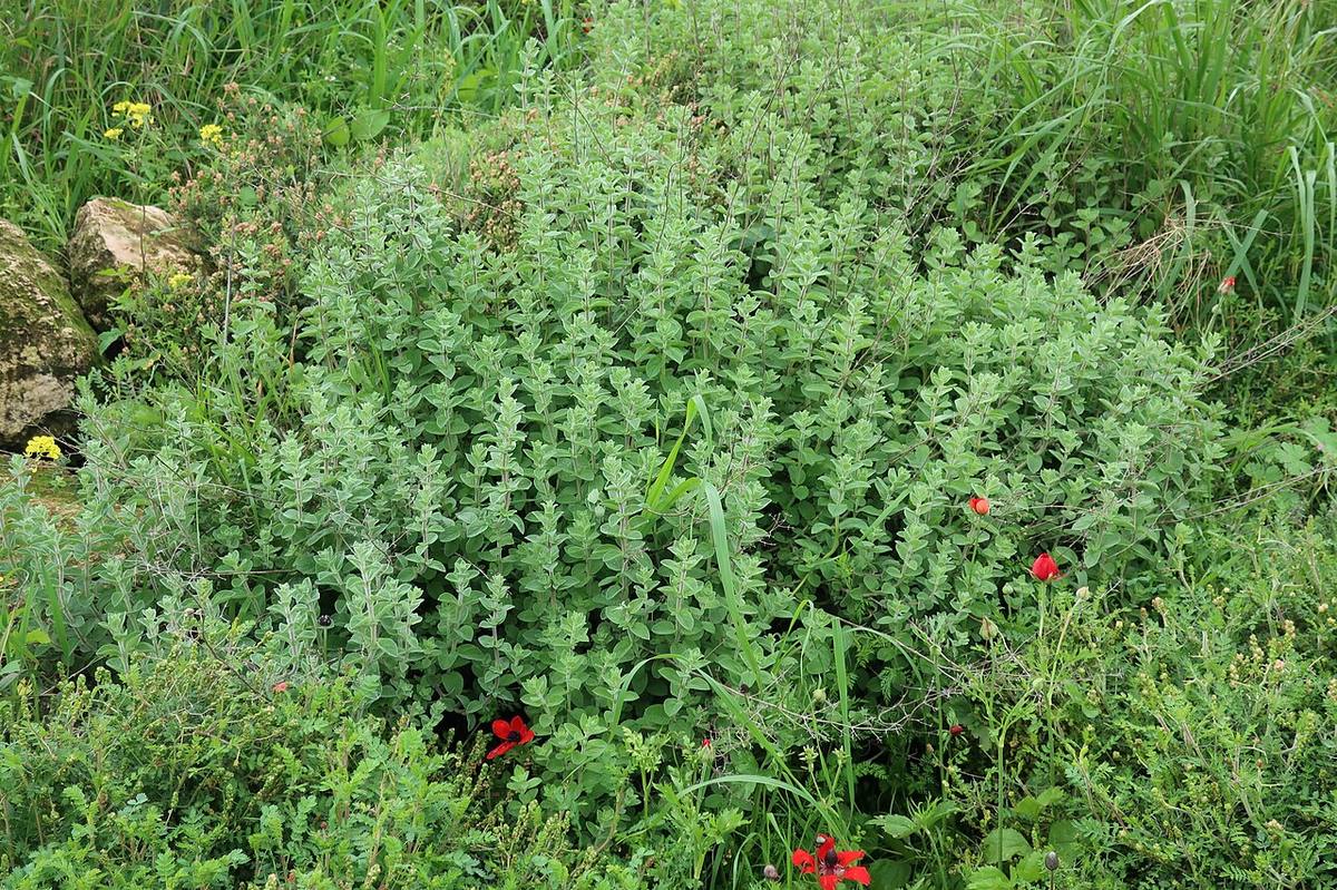 Origanum vulgare inflorescence - Keila (Marjoram)