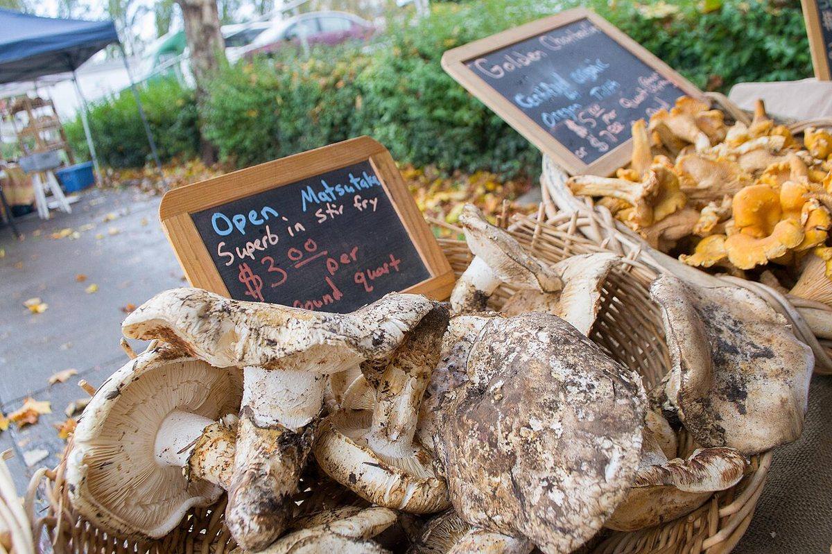 Tricholoma matsutake (Matsutake)